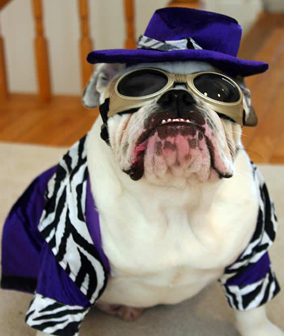 ENGLISH BULLDOGS PICTURES PLEASE SEE, ENGLISH BULLDOG PHOTOS (LEFT), ADULT ENGLISH BULLDOG PICTURES HERE 